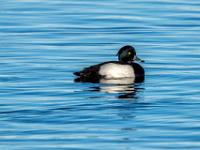 Reiherente Männchen